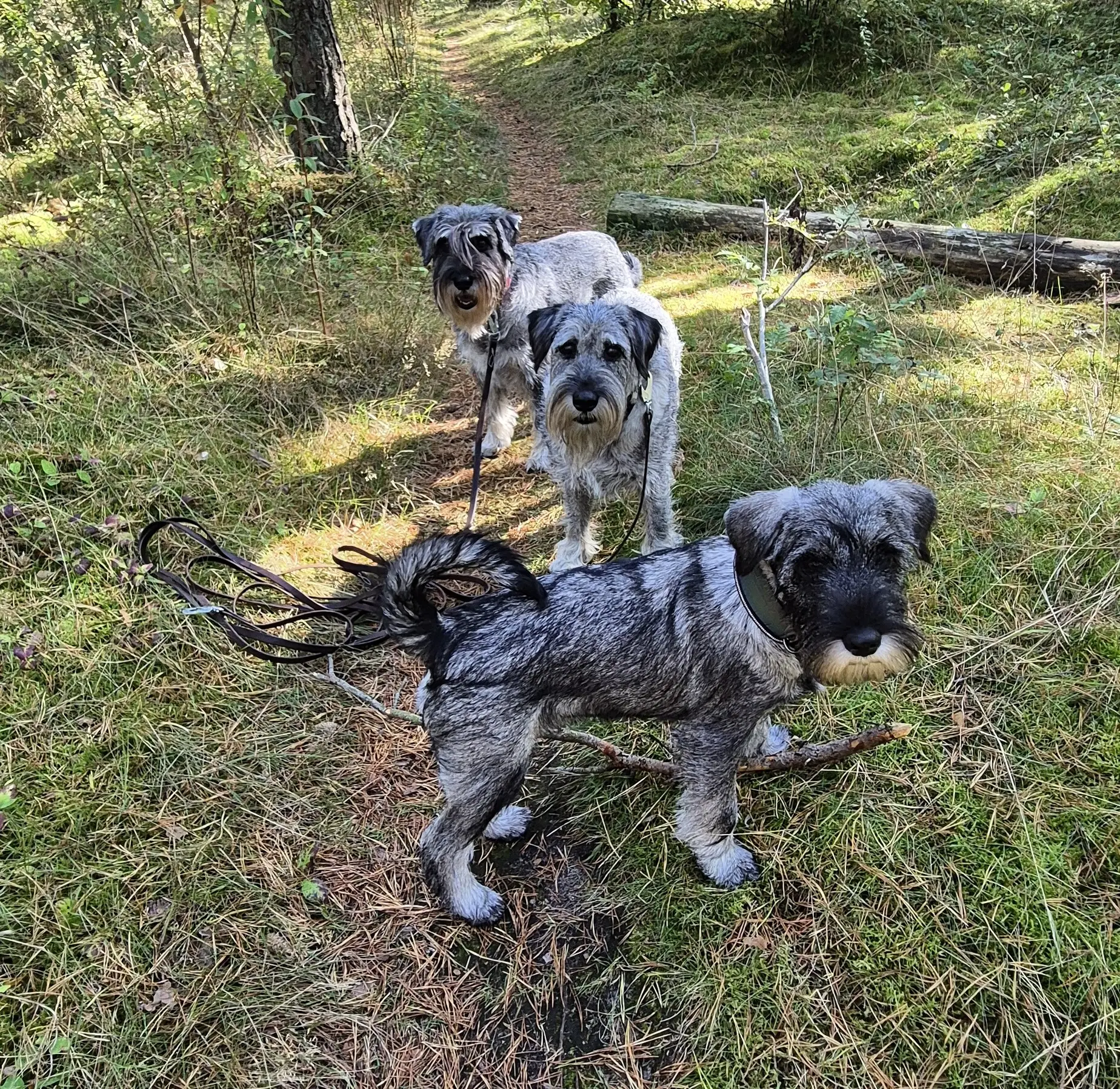 En bild på mina 3 schnauzrar
