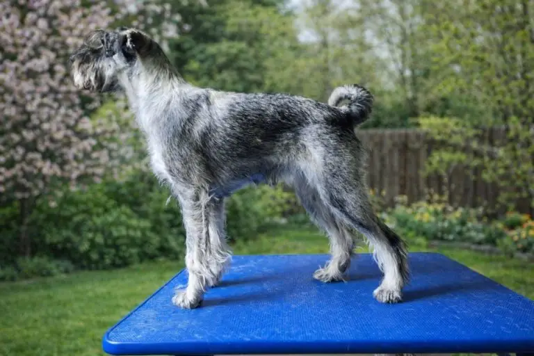 Ekotuvans Cikoria, Schnauzer ps