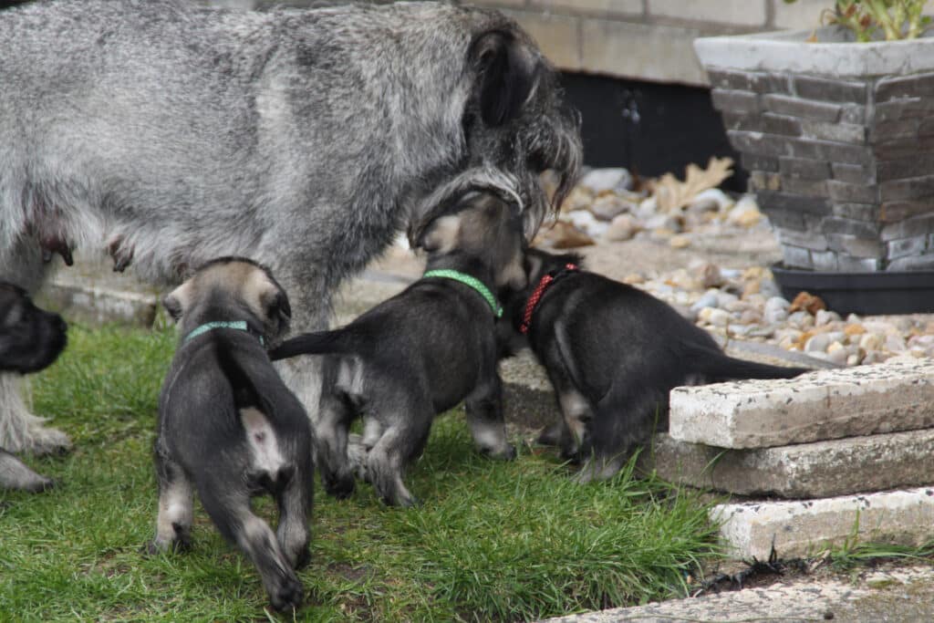 schnauzervalpar