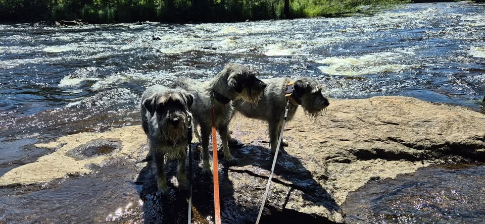 3 mellanschnauzer som står på en sten vid rinnande vatten